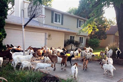 Rent goats near me - Our goats love to eat nuisance plants like Japanese knotweed. top of page. 978-282-3323. info@annisquamlandcare.com. About Us. Our Team; Careers; Services. ... Goats for Hire. Portfolio. Jostyn Family Farm. Feature Property. Ecological Design. Landscape Construction. Organic Lawn Care. 4-Season Maintenance. Commercial Properties.
